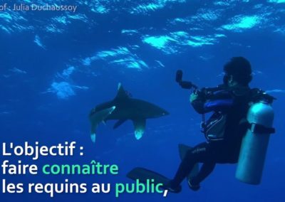 Patrick Metzlé – Une série documentaire sur les requins